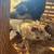 Heritage Feeder Piglets - Mangalitsa Cross 3 thumbnail