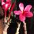 Plumeria Multi-Branched Pink, Dark Pink Flowers 5 thumbnail