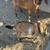 BUCK GOAT DE-HORNED 6 thumbnail