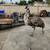 Emus for sale 6 thumbnail
