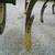 chisel plow 6 thumbnail