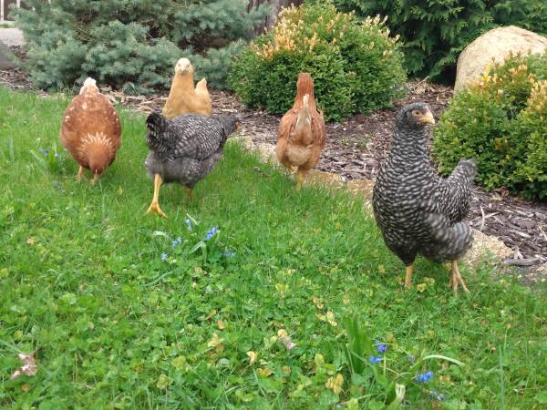 Pullet Chickens 1