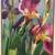 Original hand painted watercolor of Iris flowers,professionally framed 7 thumbnail