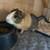 Guinea Pig 1 thumbnail