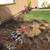 Emergency Tree Remove &TREE SERVICE 1 thumbnail