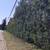 Brush Cleaning, tree pruning, tree removal 6 thumbnail