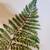 LARGE ORIGINAL WATERCOLOR PAINTING OF FERN 4 thumbnail