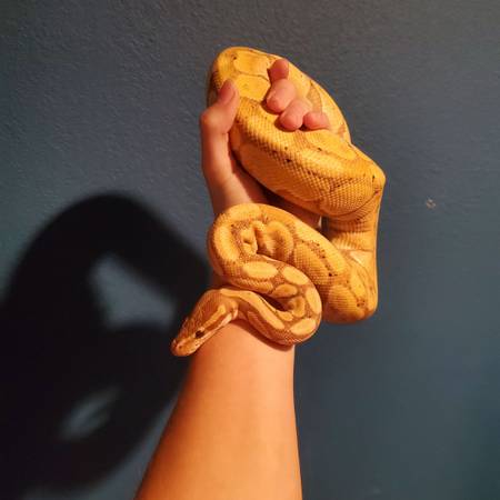 Male Banana Ball Python Snake 1