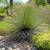 -- Mexican Grass trees -- Dasylirion longissimum 1 thumbnail