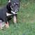 Bulldog puppy 3 thumbnail