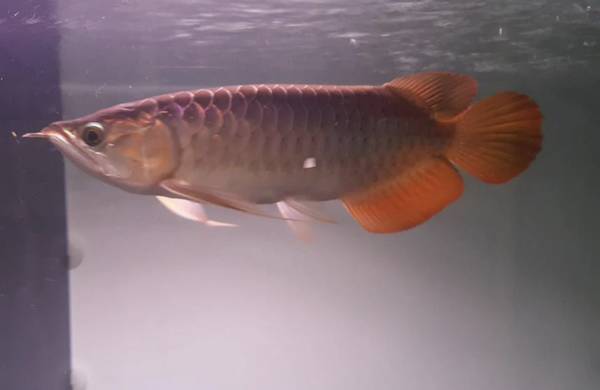 asian arowana 1