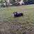 abandoned young dog. 4 thumbnail