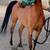 Horse árabe 8 years old 3 thumbnail