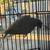 Indian Ringnecks 2 thumbnail