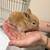 Rex bunny 1 thumbnail