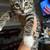 Beautiful Female Kitten 1 thumbnail