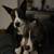Re-homing dogs 1 thumbnail