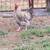 2 giant cross roosters 2 thumbnail