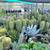 cactus clearance sale 2 thumbnail