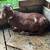 Large Boer/Kiko Goats 3 thumbnail