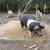 Bred Sow 7 thumbnail