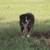 Toy Aussie Male 2 thumbnail
