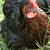 Ivory Sasso Lavender Orpington hens 2 thumbnail