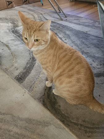 2 cats great with babies (Malden)600203512901816325