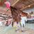 Bourbon Red young breeding pair turkeys 2 thumbnail