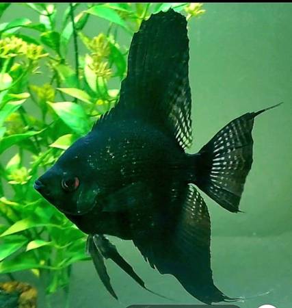 Freshwater Tropical fish (E. Mesa)63967147051394123