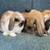 Holland Lop Pet Bunnies 7 thumbnail