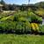Arborvitae, Crape Myrtle, Sedum, Rose of Sharon, Beautyberry... $6.97 1 thumbnail