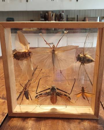 Double-Sided Bug Display Box (Bugs Included) 1
