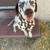 Dalmatian 1 thumbnail
