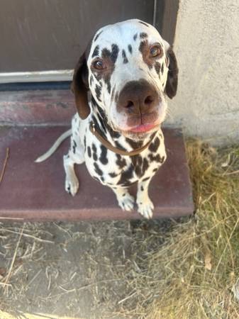 Dalmatian 1