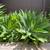 ALOE PLANTS 1 thumbnail
