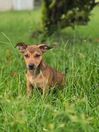 Found puppy 1