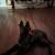 Belgium Malinois 3 thumbnail