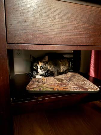 Rehoming 1 Calico cat and 1 orange tabby (SOMA / south beach)