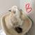 Ragdoll Kittens 🎀😻😺 7 thumbnail