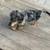 Merle Doxapoo pup 1 thumbnail