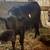 3 open beef heifers 5 thumbnail