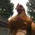 Golden buff orpington rooster 1 thumbnail