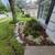 Landscaping,Tree Removal,Lighting,Irrigation,Sod,Pavers,RetainingWalls 6 thumbnail