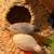 Free Button Quail Pets w/brooder box for winter 7 thumbnail