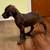Great Dane pups 9 thumbnail