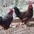 Easter Egger Ameraucana Rooster 🐓 Rhode Island Red Roosters 🐓 Cockerels Am 2 thumbnail