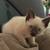 Siamese kittens 10 thumbnail