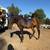 horse for sale 5 thumbnail