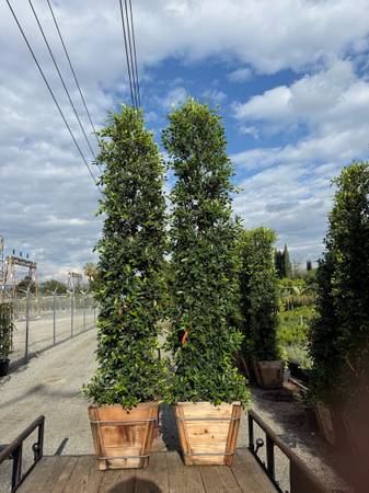 Ficus nitida indian laurel privacy hedge 1